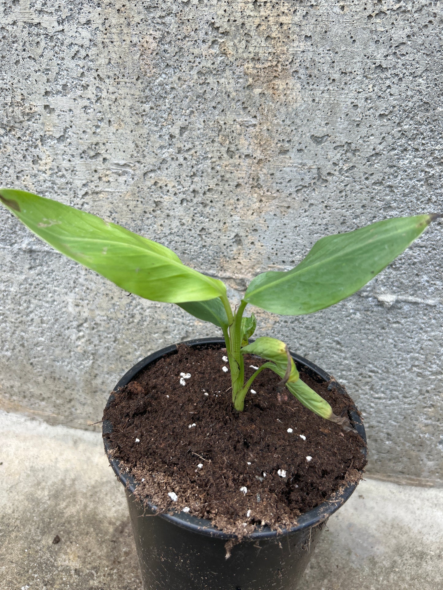 Musa aurantiaca
