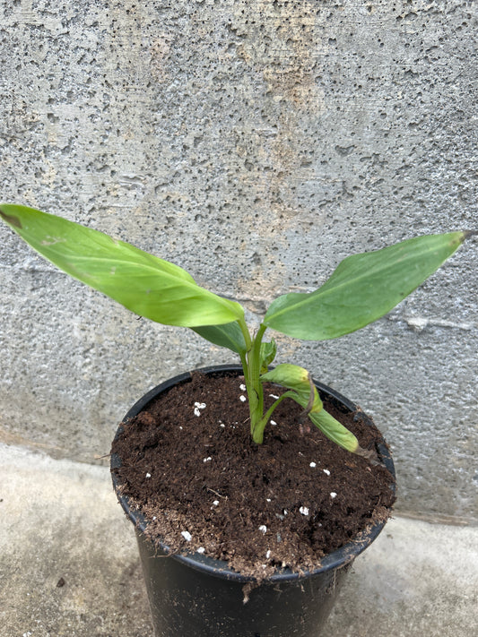 Musa aurantiaca