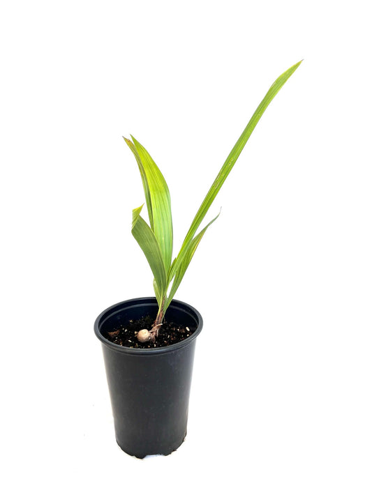 Beccariophoenix Alfredii