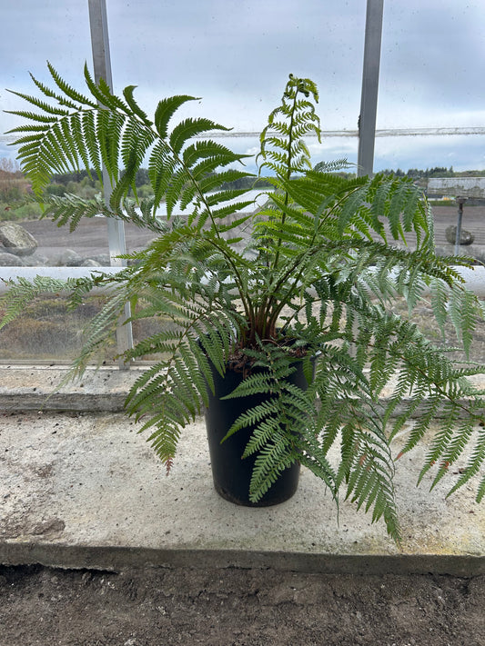 Dicksonia Antarctica