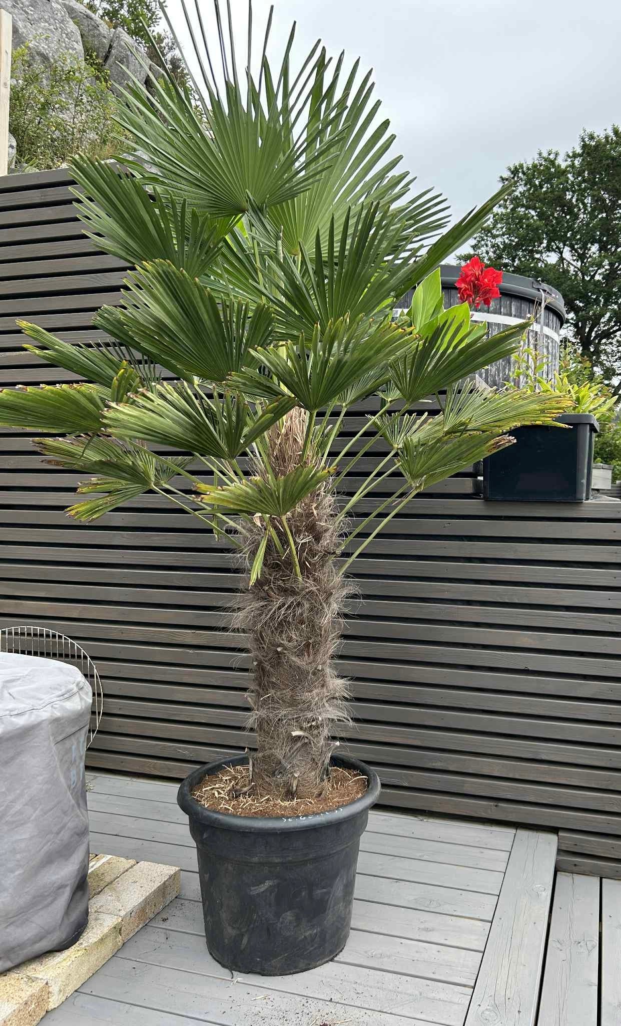 Trachycarpus Wagnerianus 90cm