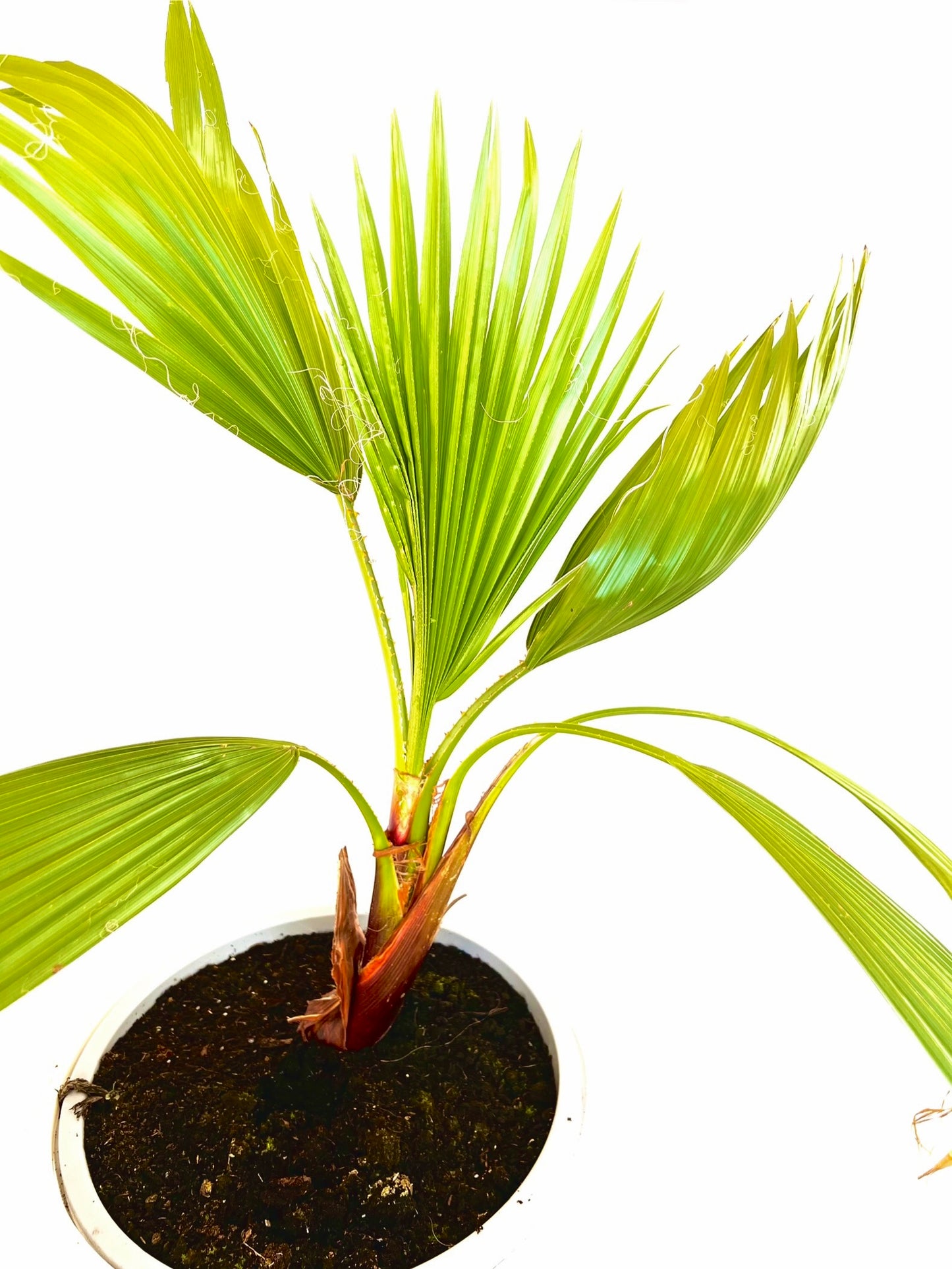 Washingtonia Robusta 12L