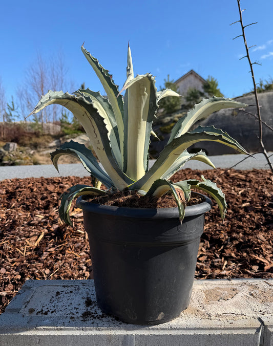 Agave americana 'Mediopicta alba'