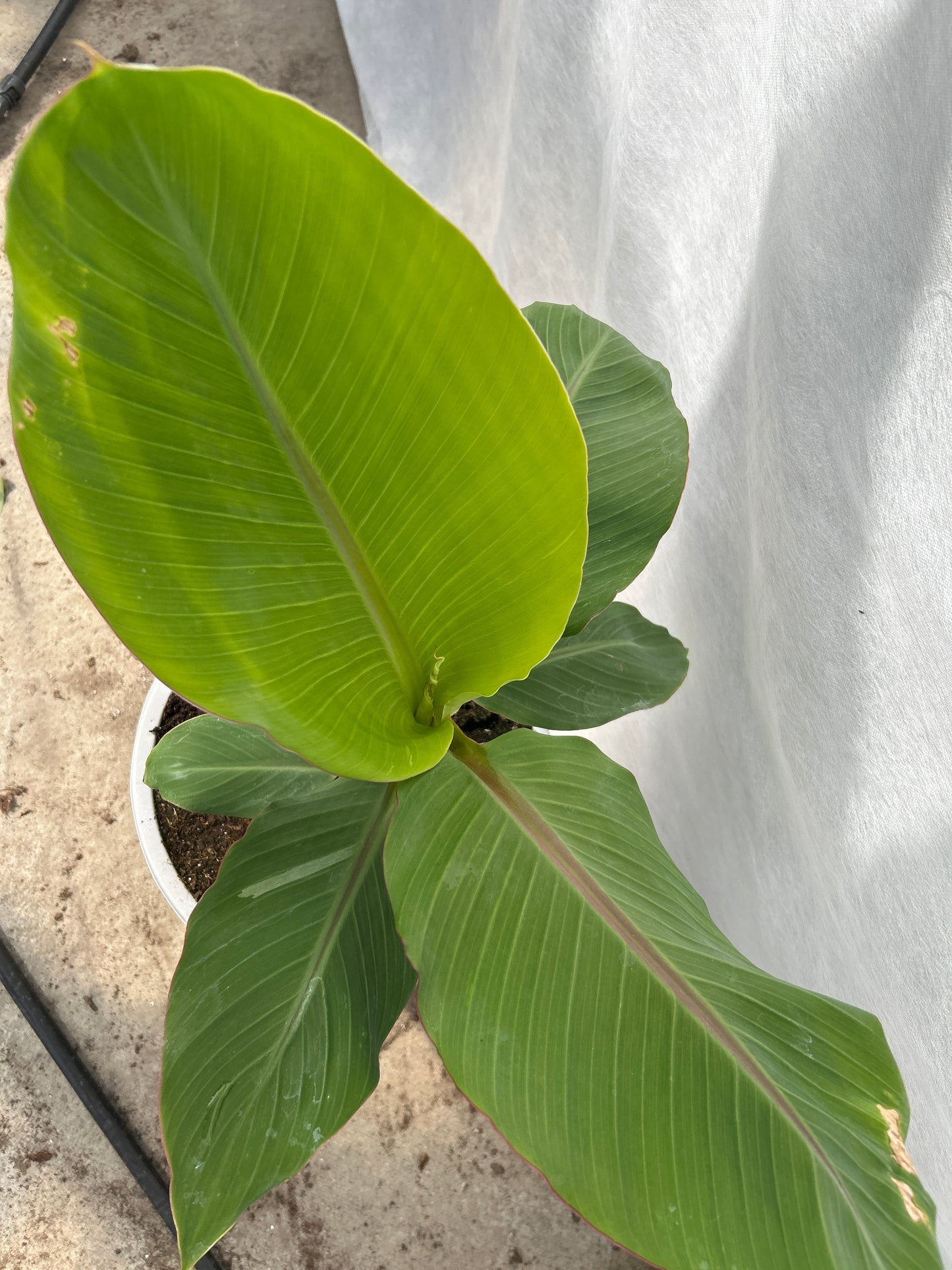 Musa balbisania