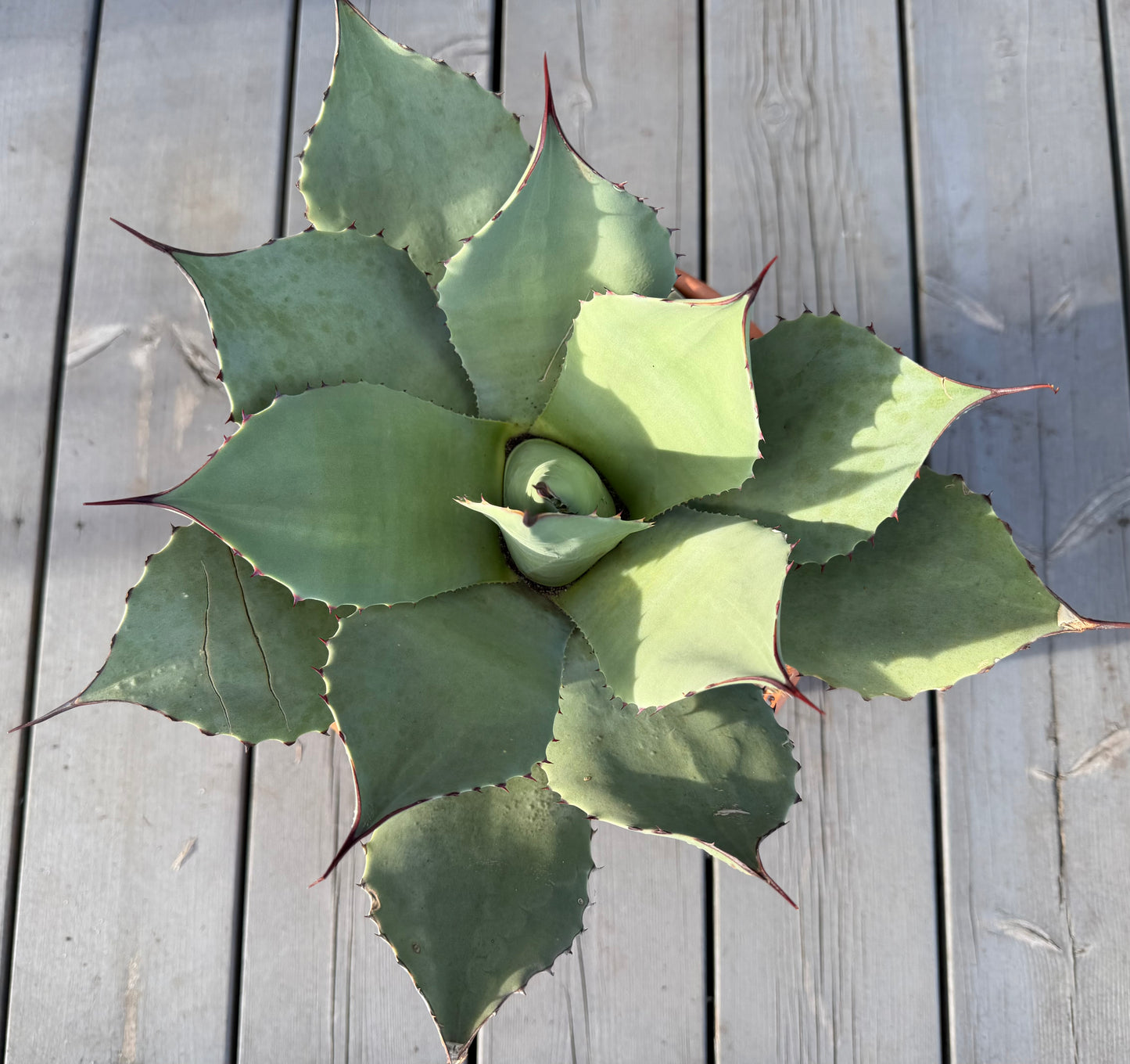 Agave Parryi