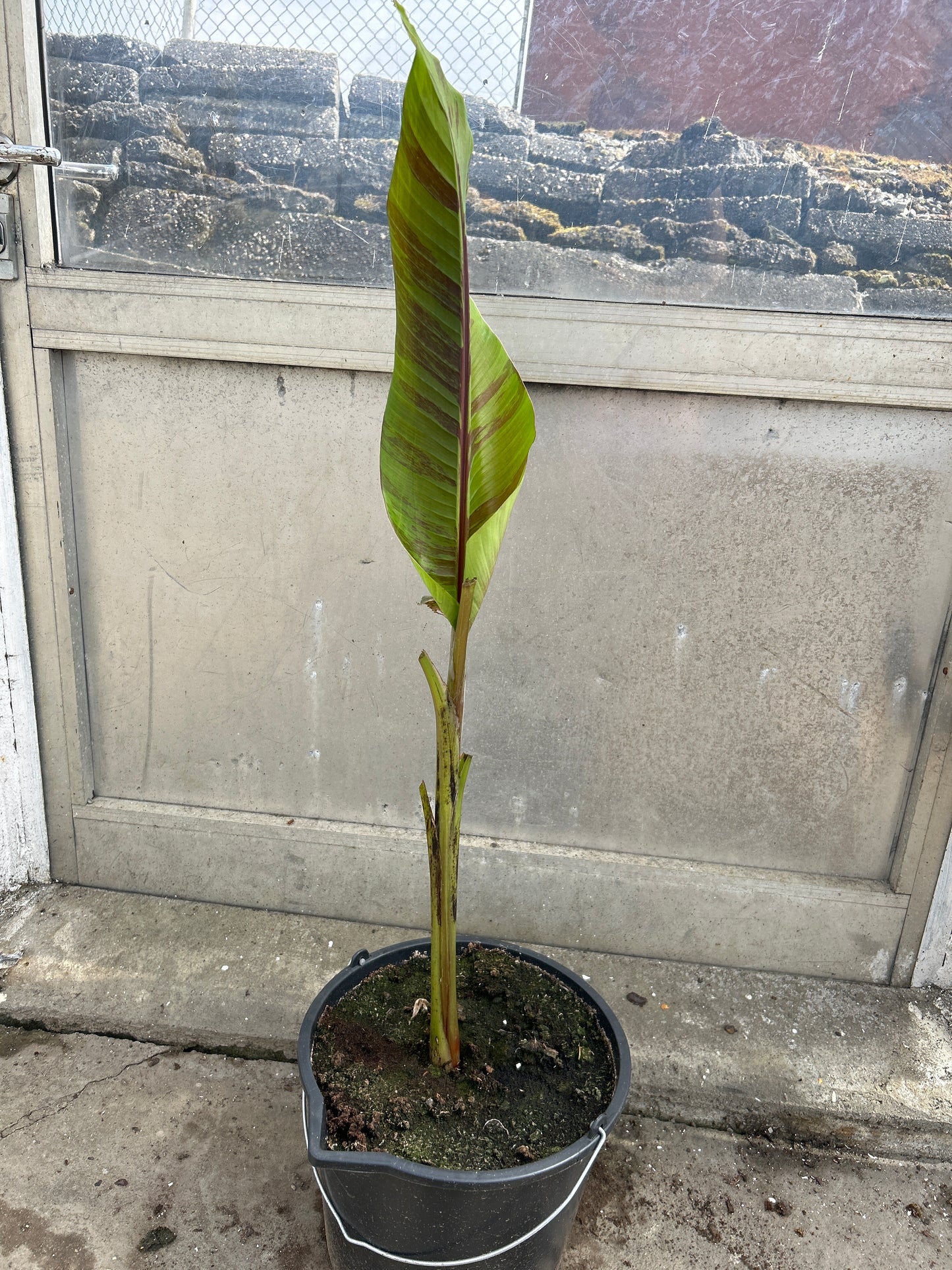 Musa Helens hybrid