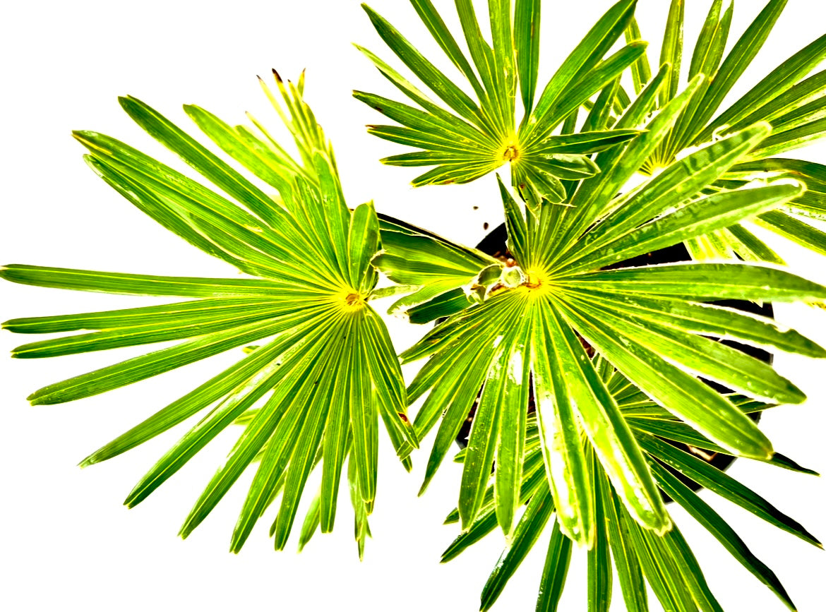 Trachycarpus Wagnerianus 5L
