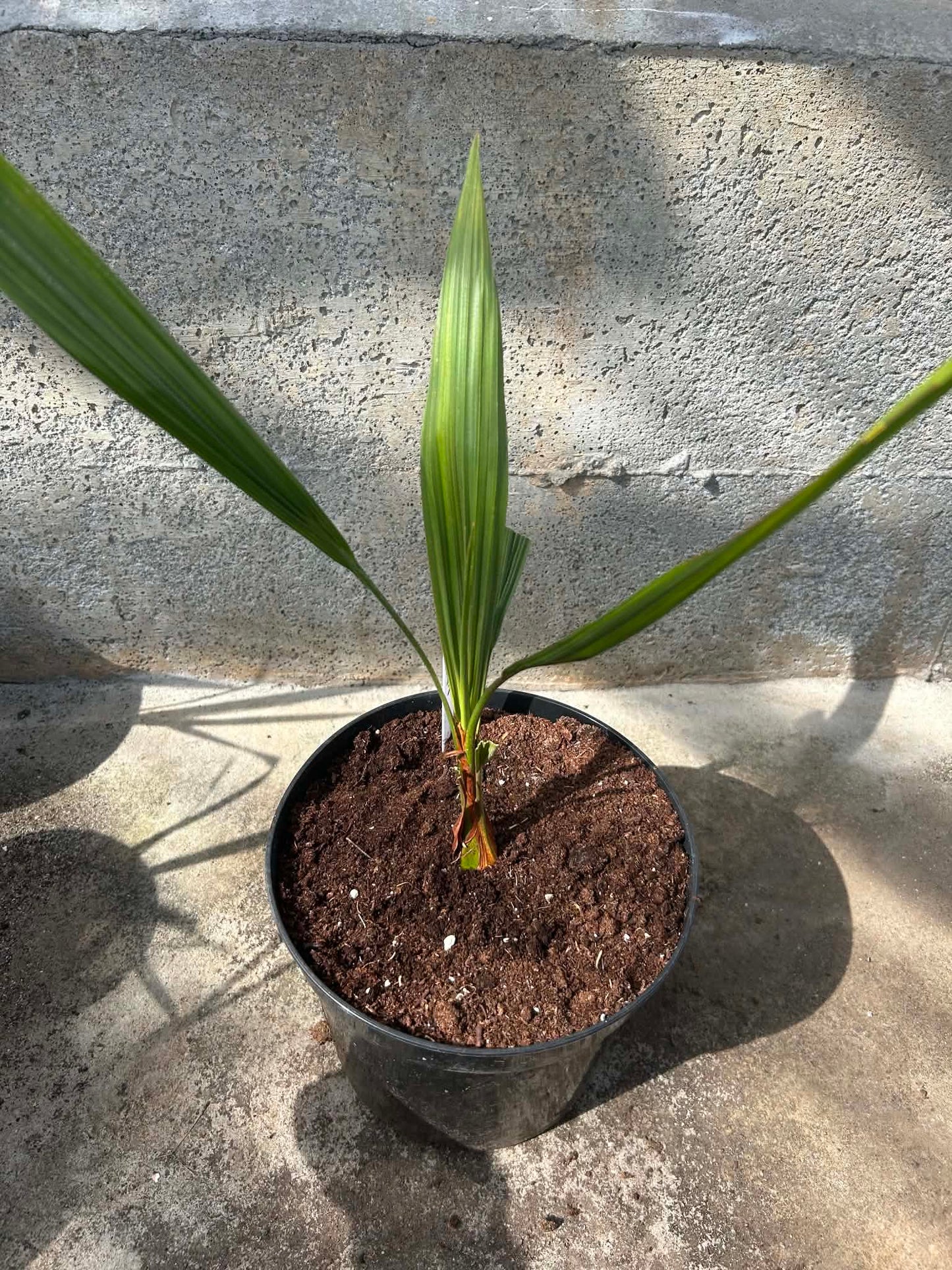 Butia Capitata