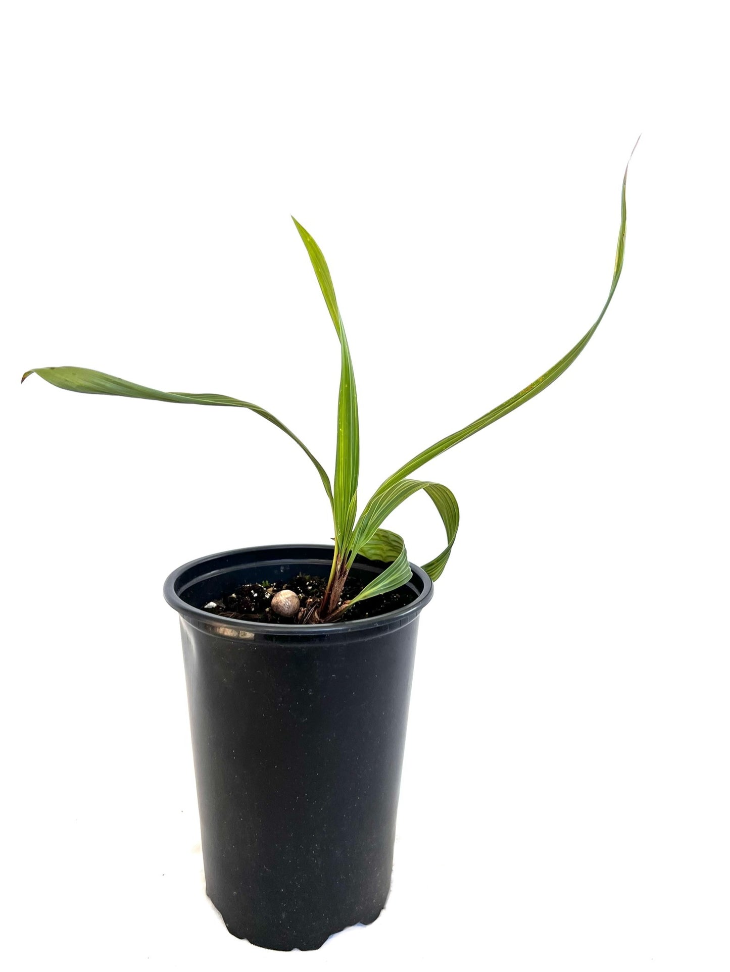 Beccariophoenix Alfredii