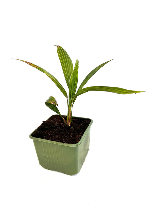 Trachycarpus Fortunei 1.5L