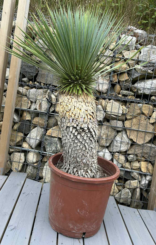 Yucca Rostrata 55cm