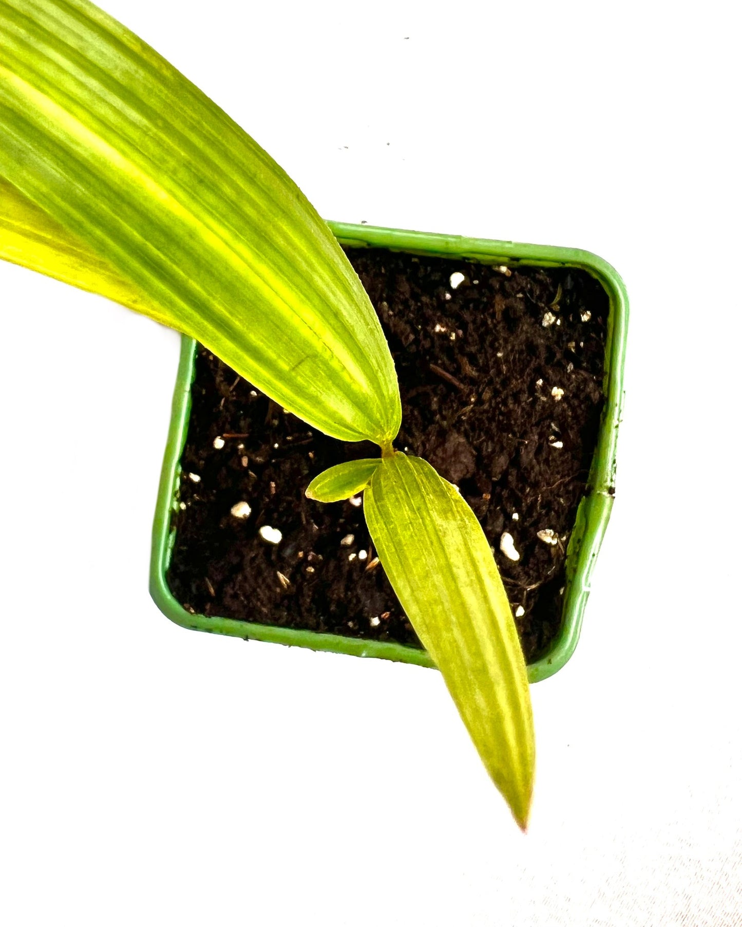 Trachycarpus Ukhrulensis 1.5L