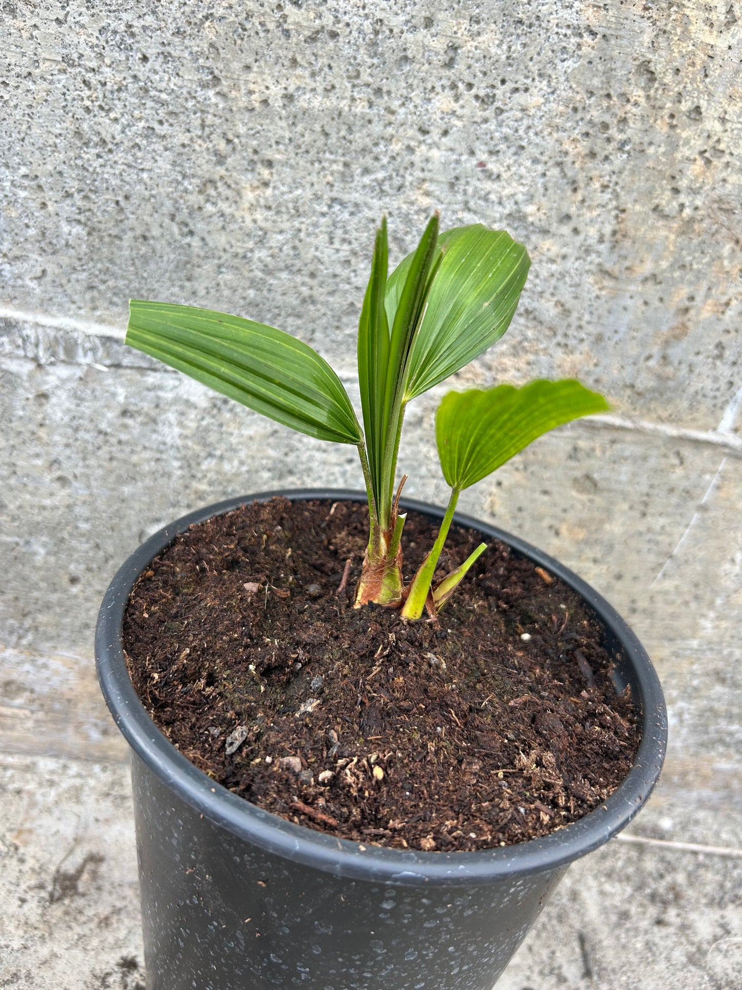 Trachycarpus Latisectus