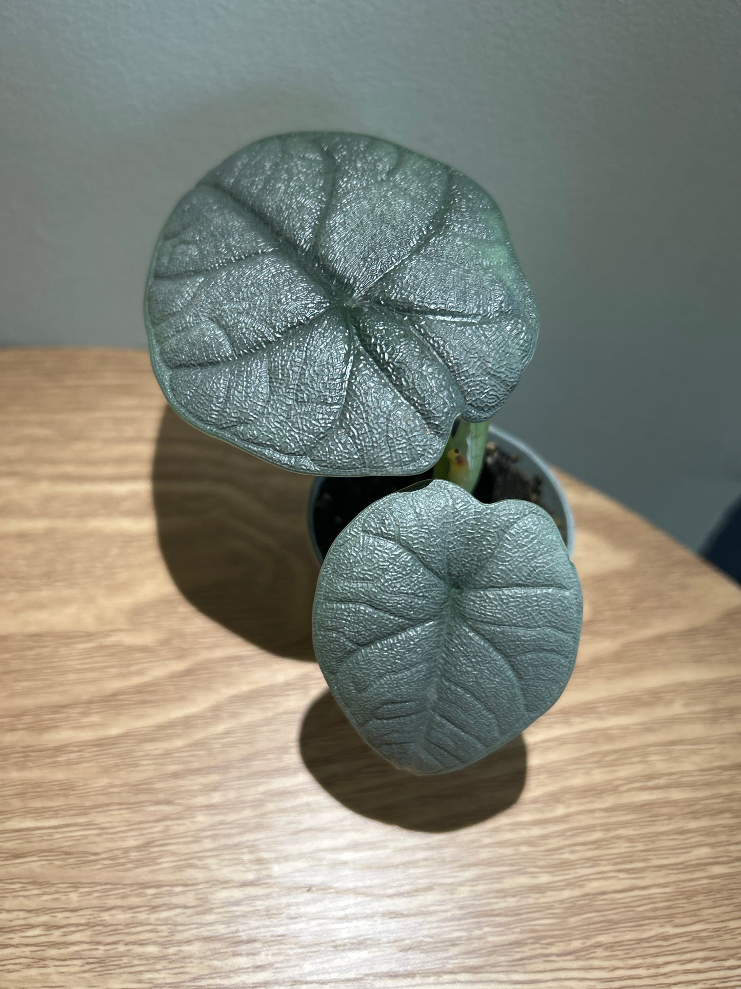 Alocasia melo