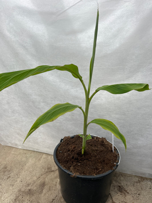 Musa Cheesmanii