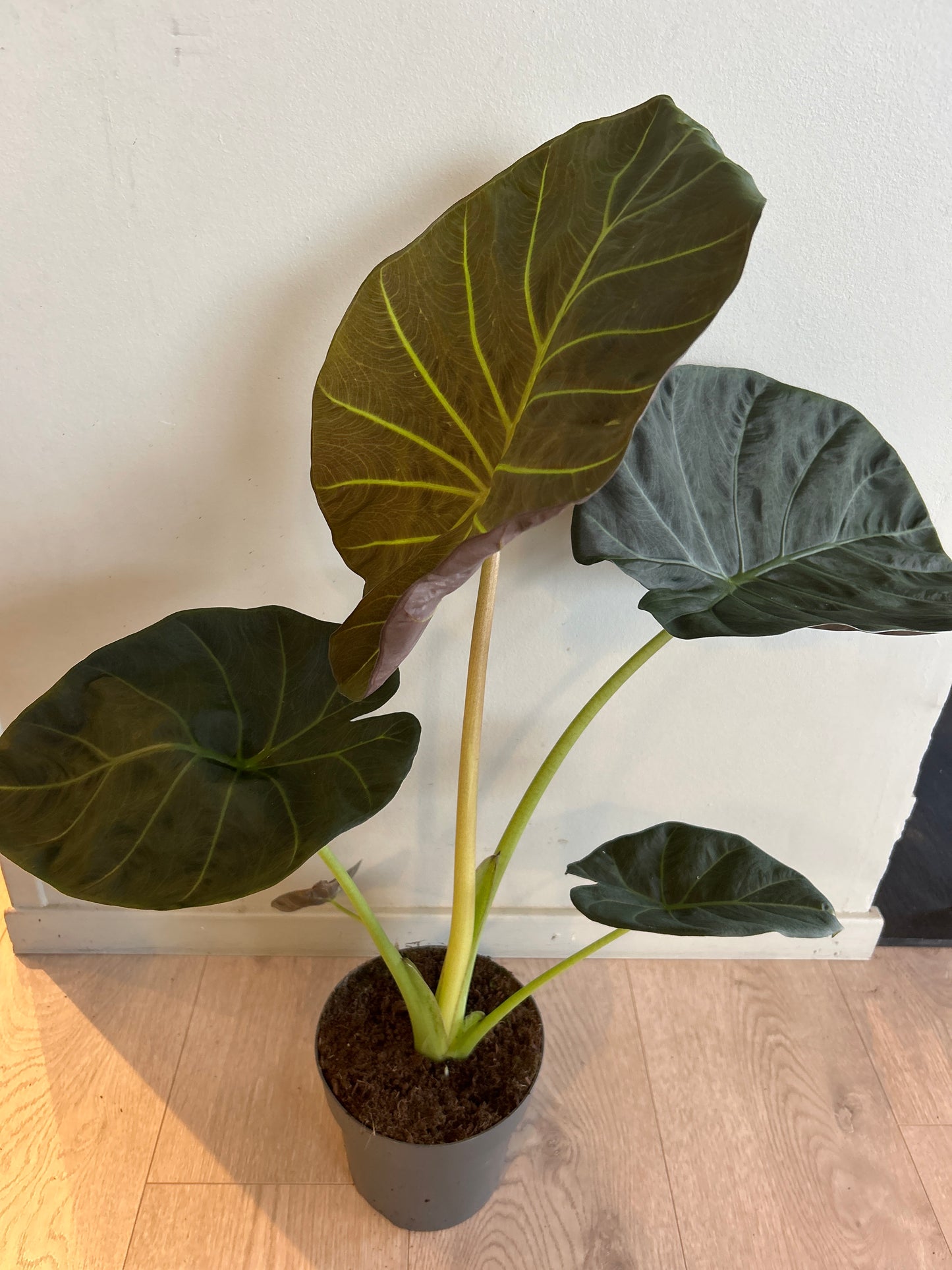 Alocasia 'Regal Shields'