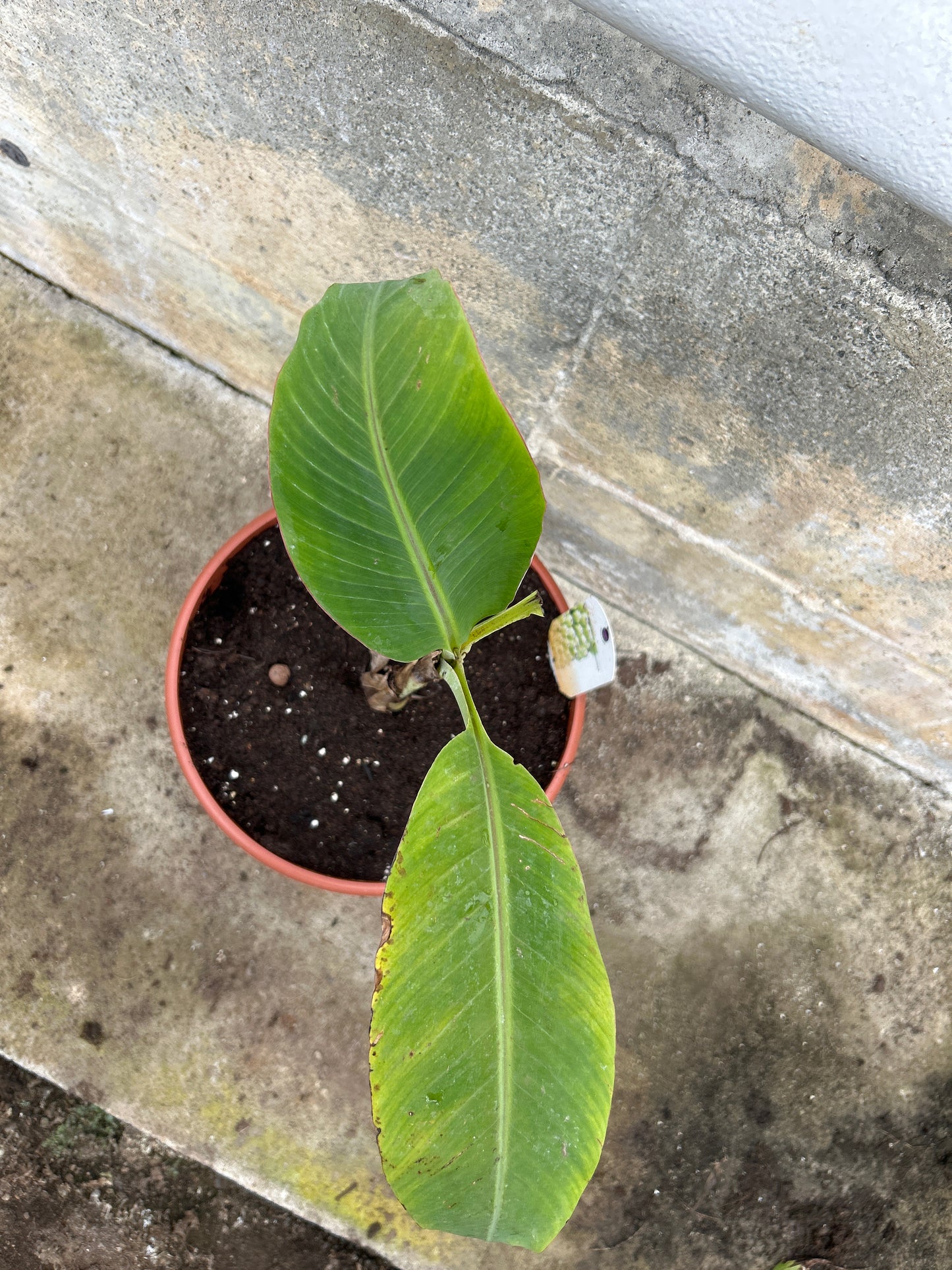 Musa x chiliocarpa