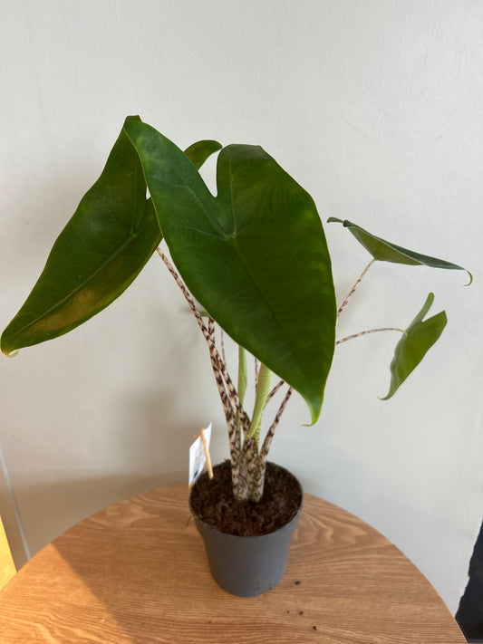 Alocasia zebrina