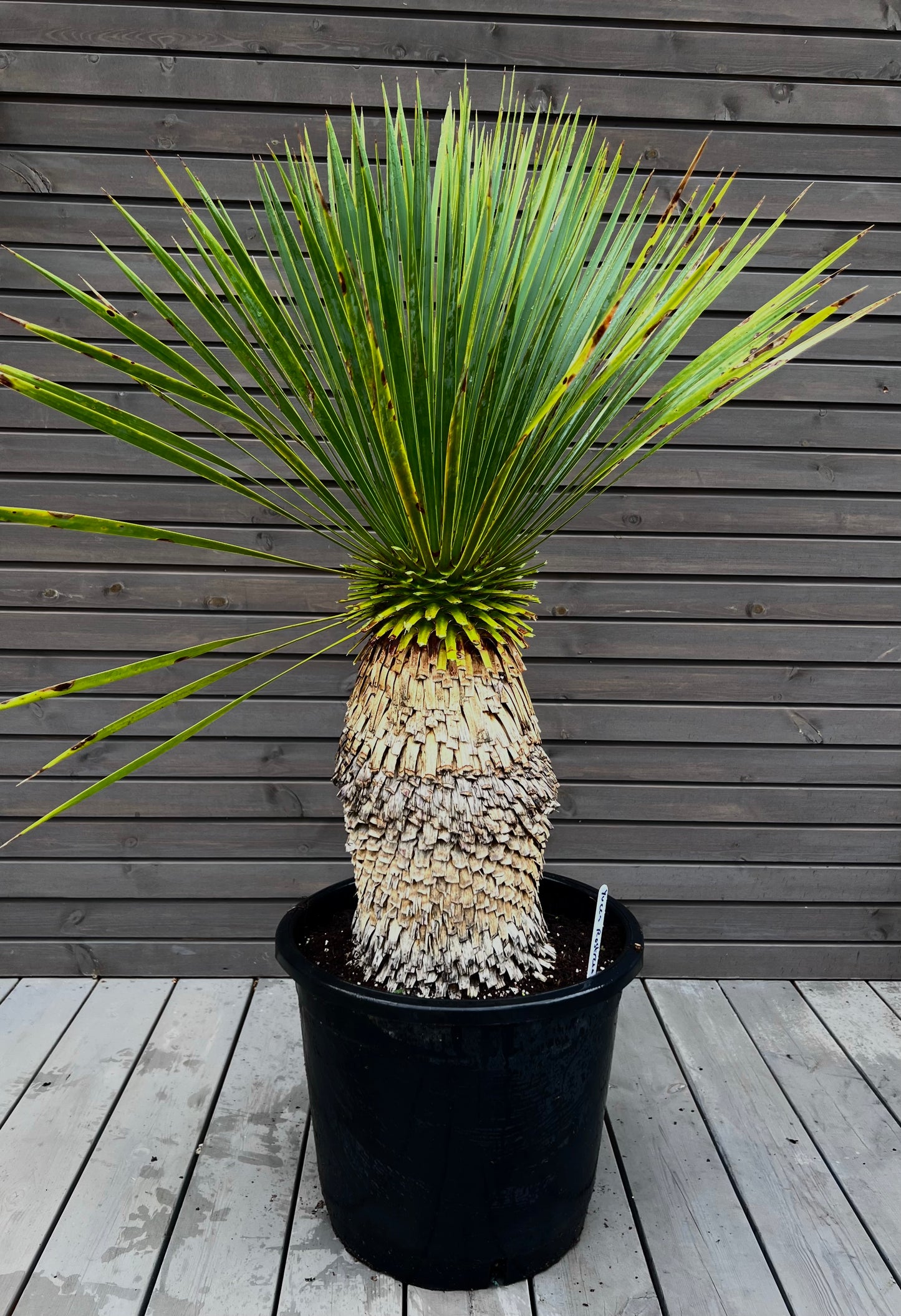 Yucca Rostrata 45cm