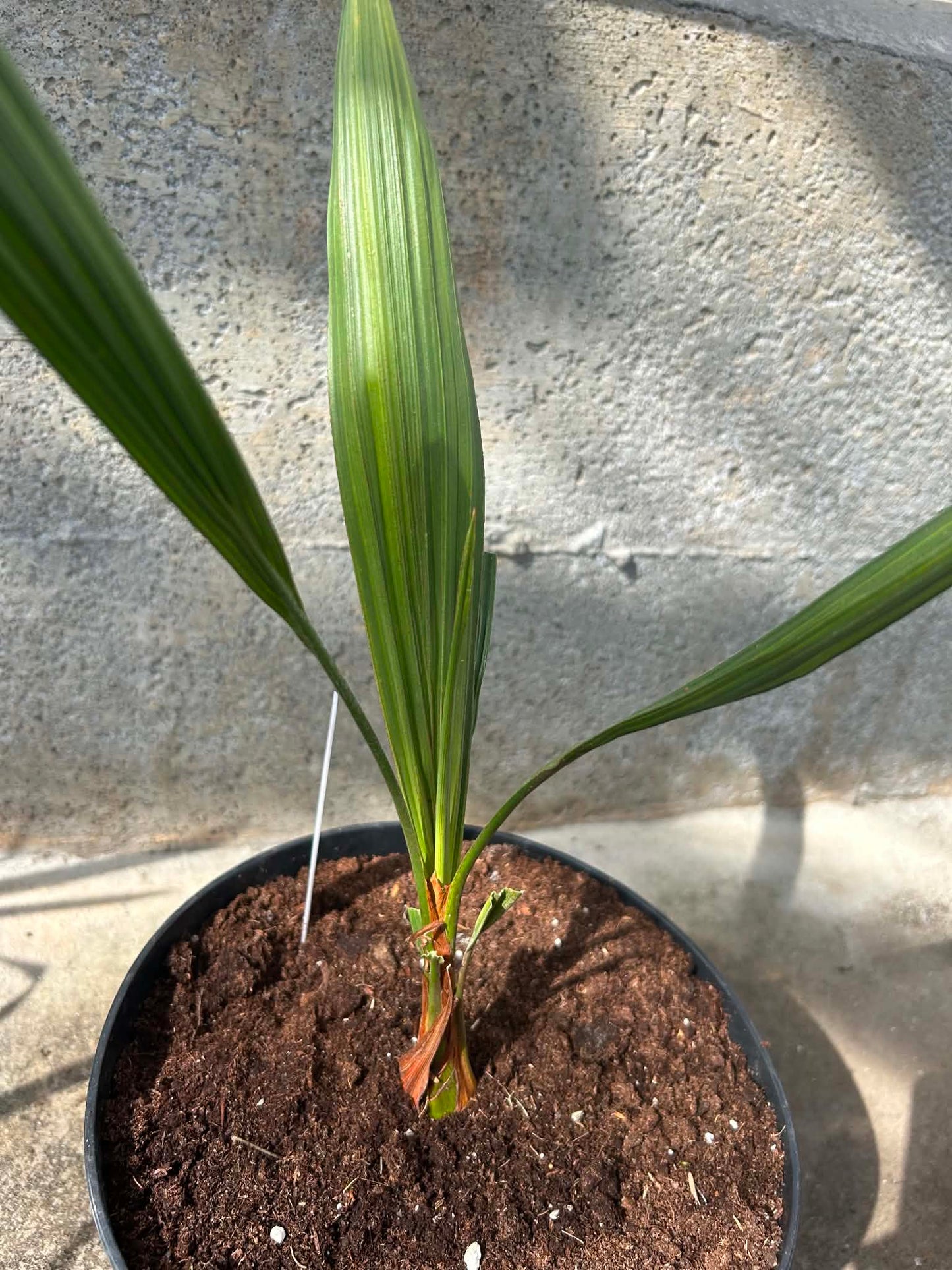 Butia Capitata