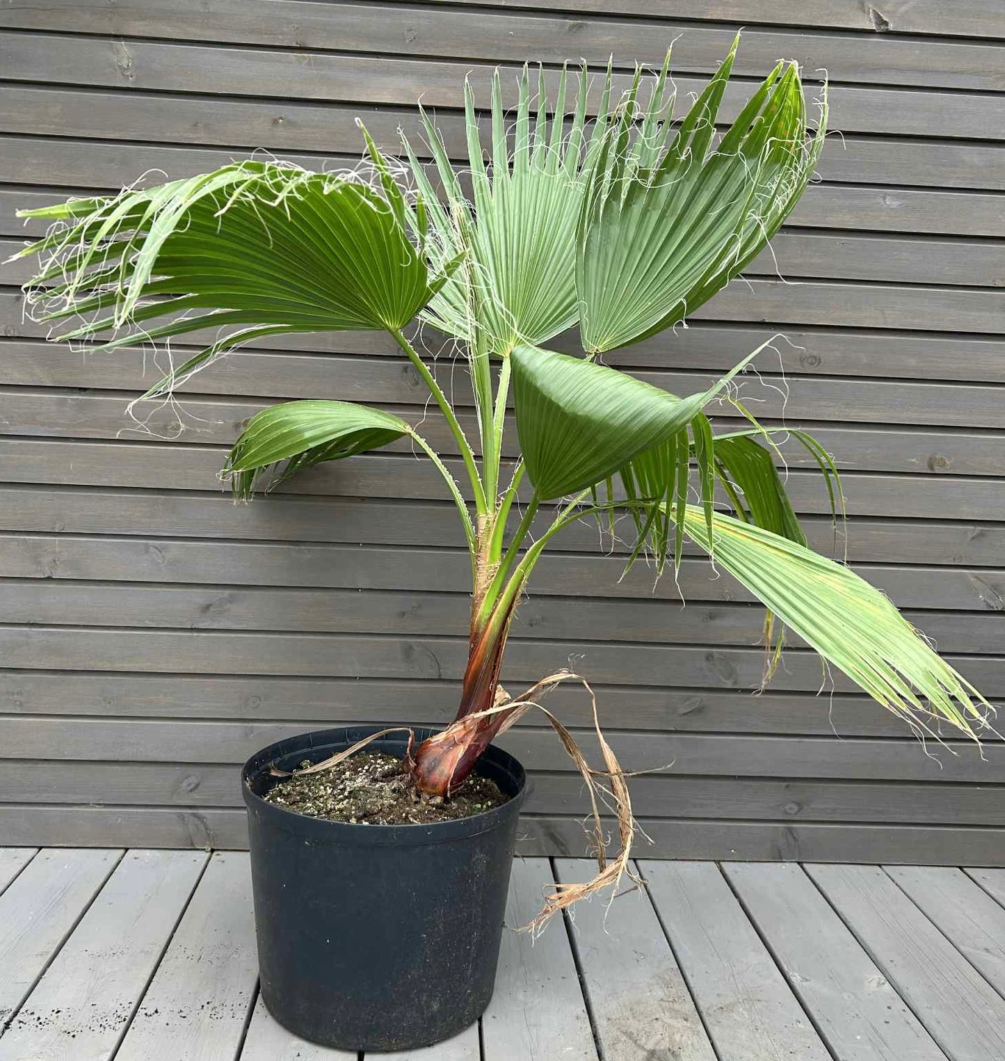 Washingtonia Robusta