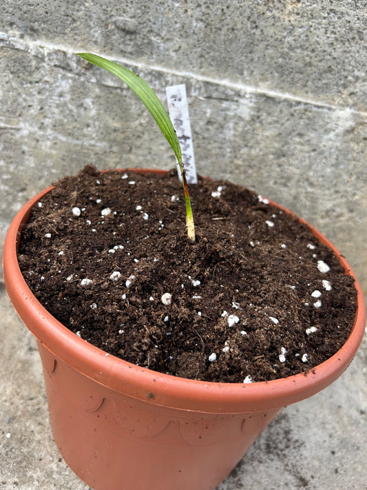 Trachycarpus Martianus ‘Nepal’