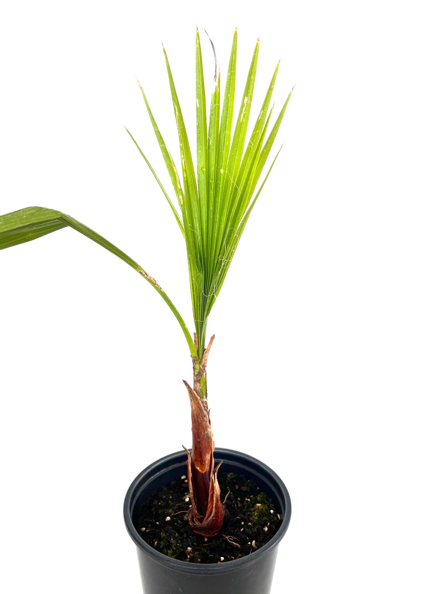 Washingtonia Robusta 2L