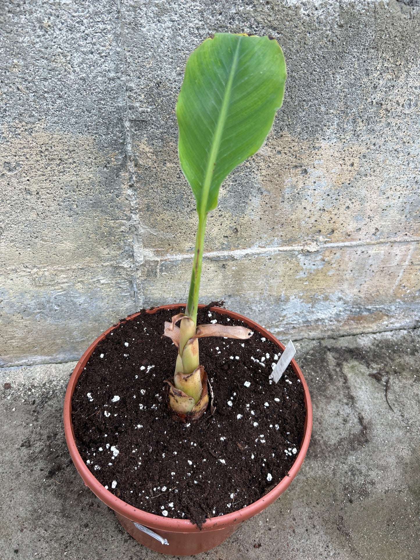 Musella lasiocarpa
