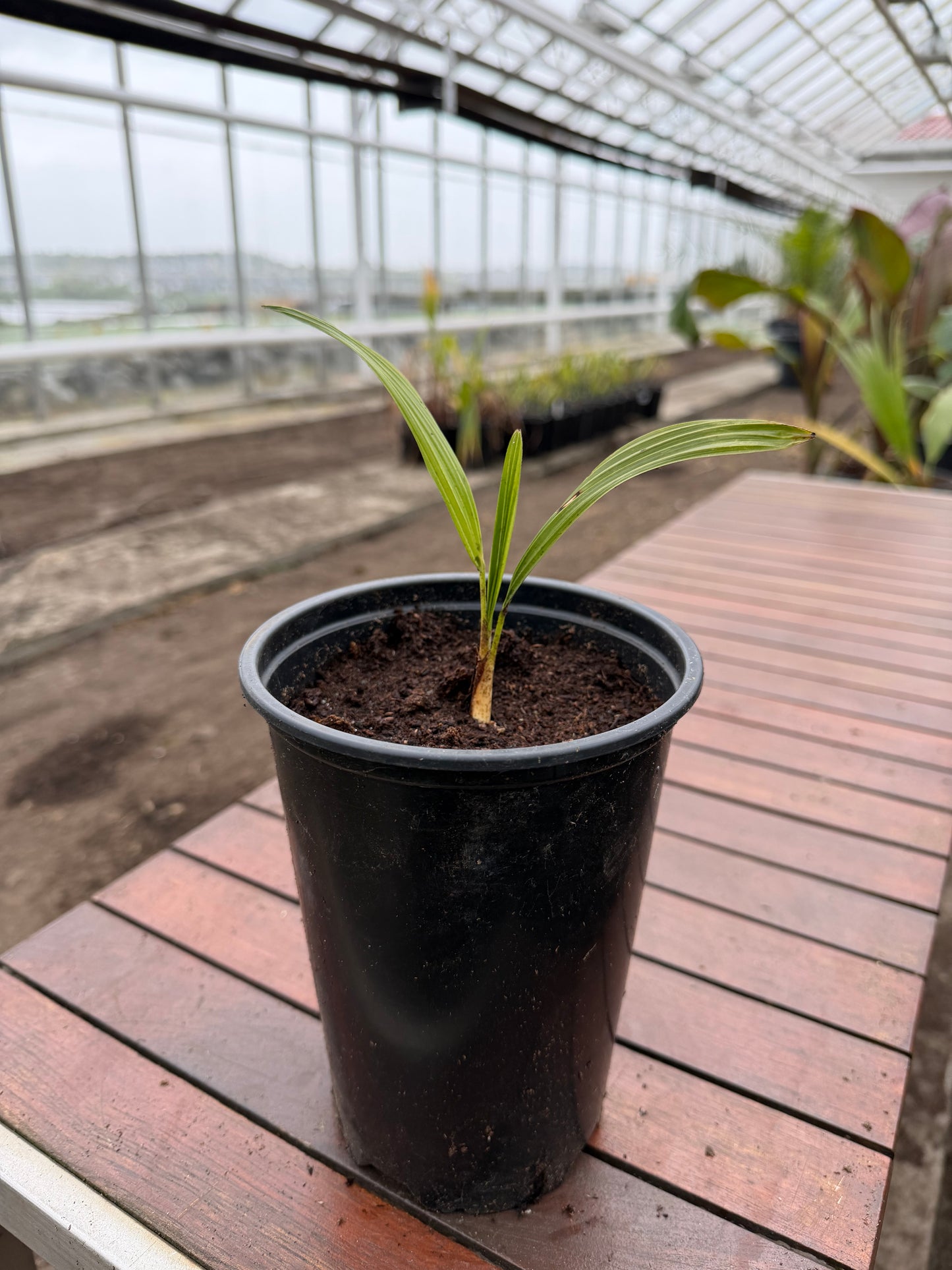 Trachycarpus Fortunei