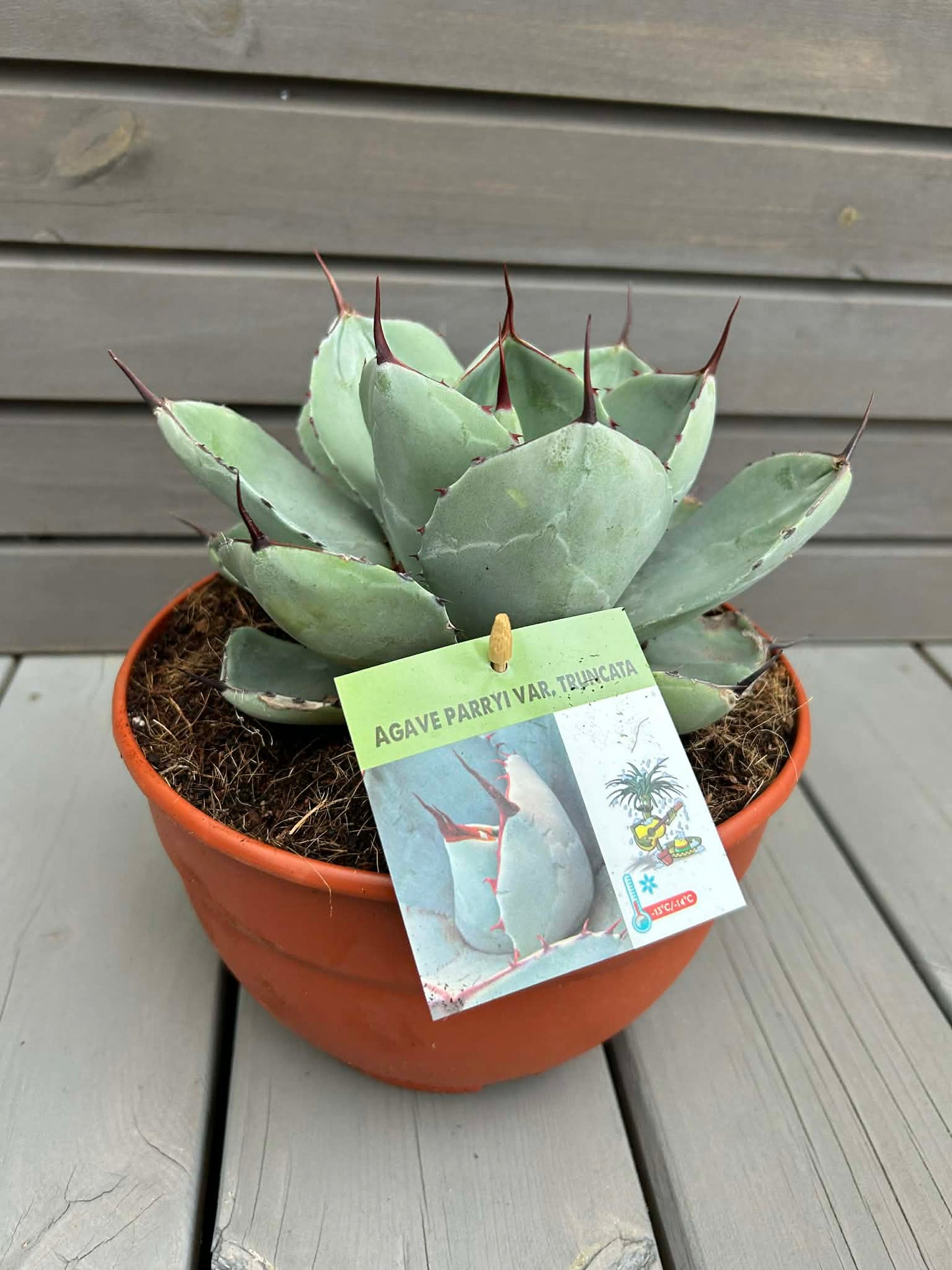 Agave parryi var. truncata