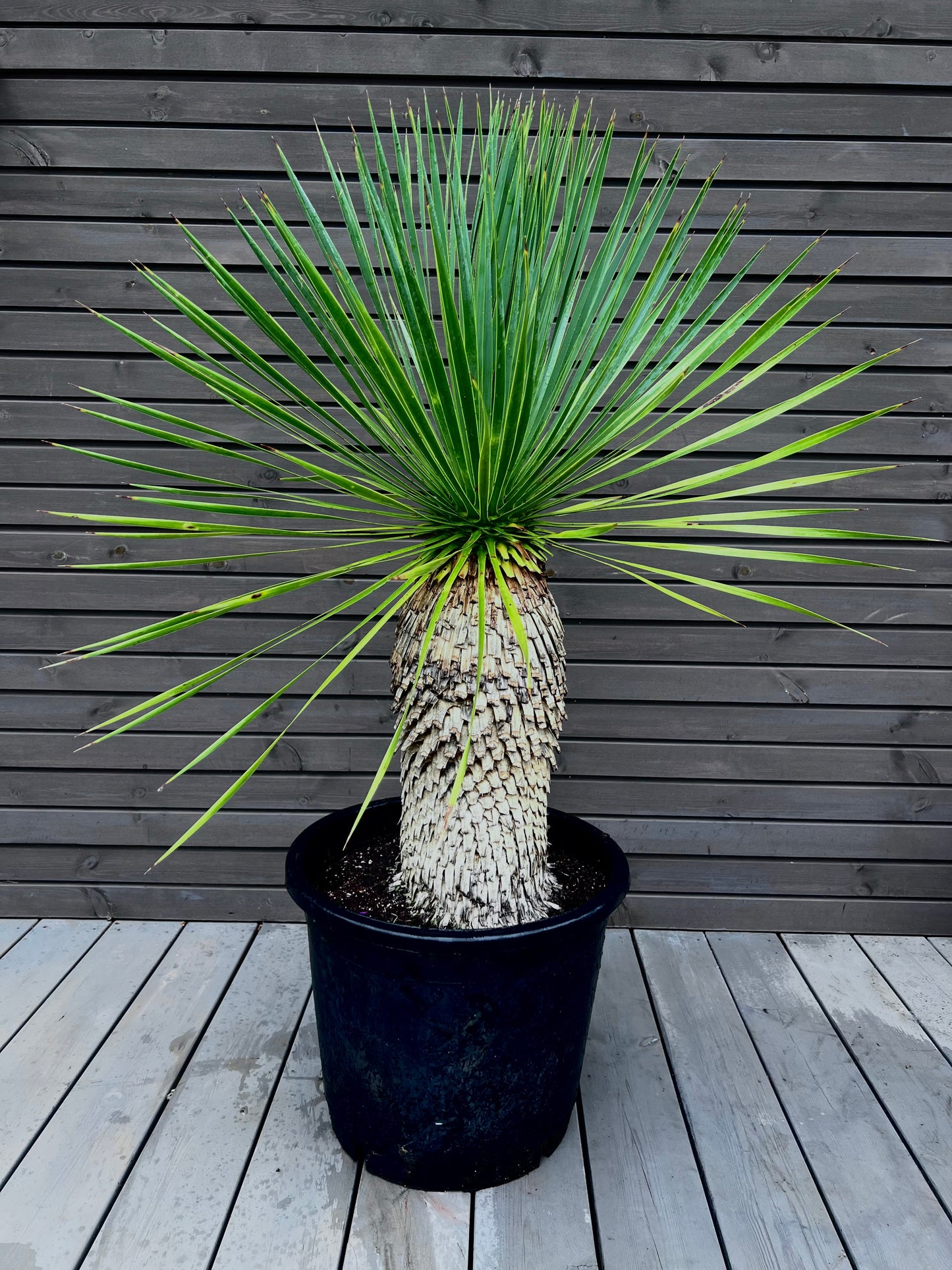 Yucca Rostrata 45cm