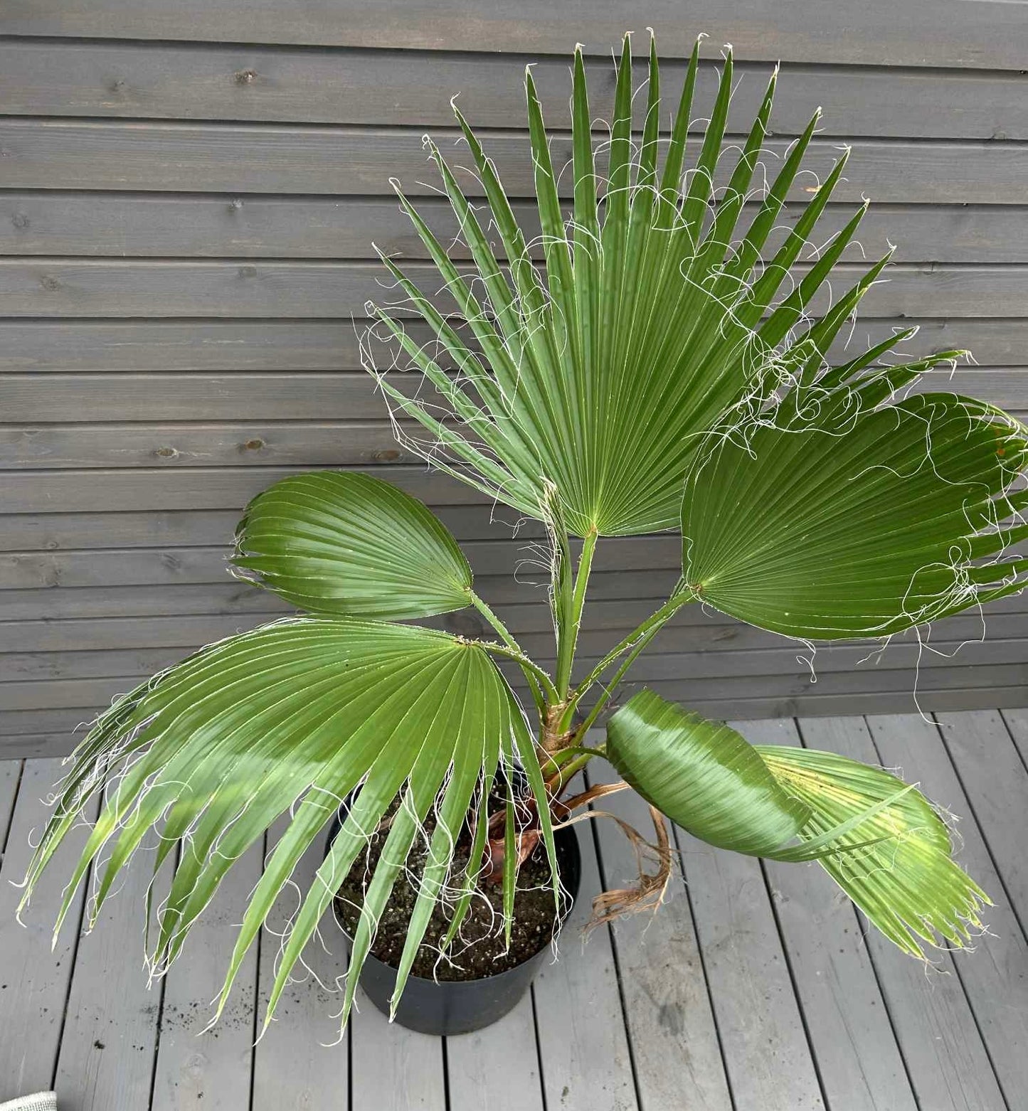 Washingtonia Robusta