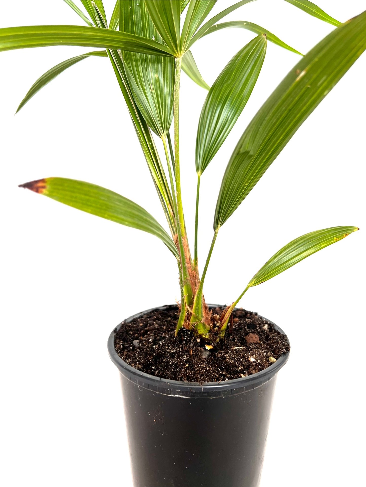 Trachycarpus Fortunei