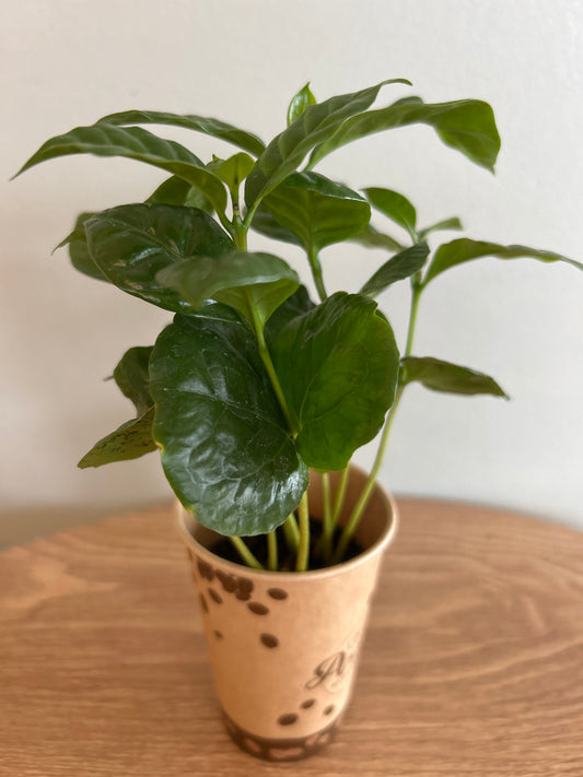 Coffea Arabica