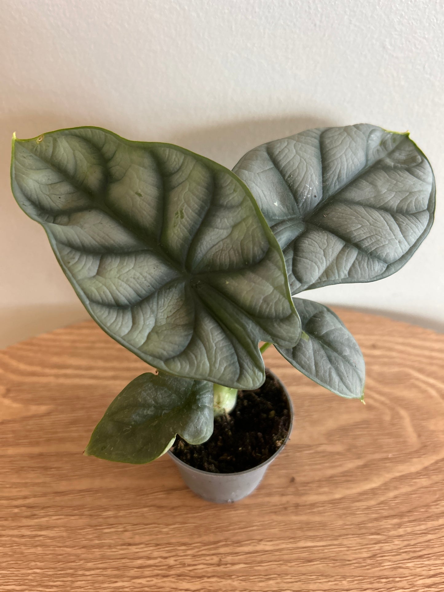 Alocasia 'Silver Dragon'