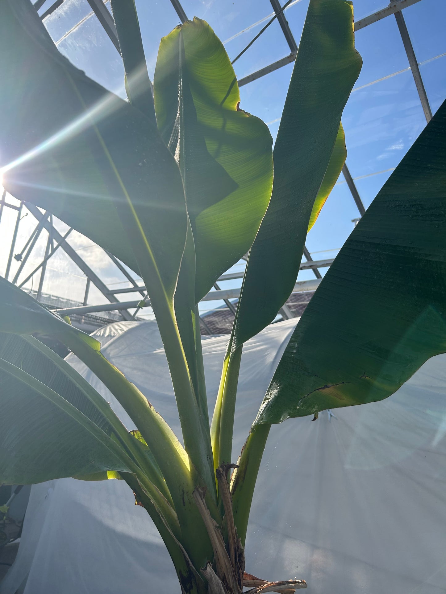 Musa acuminata Grand Nain XL