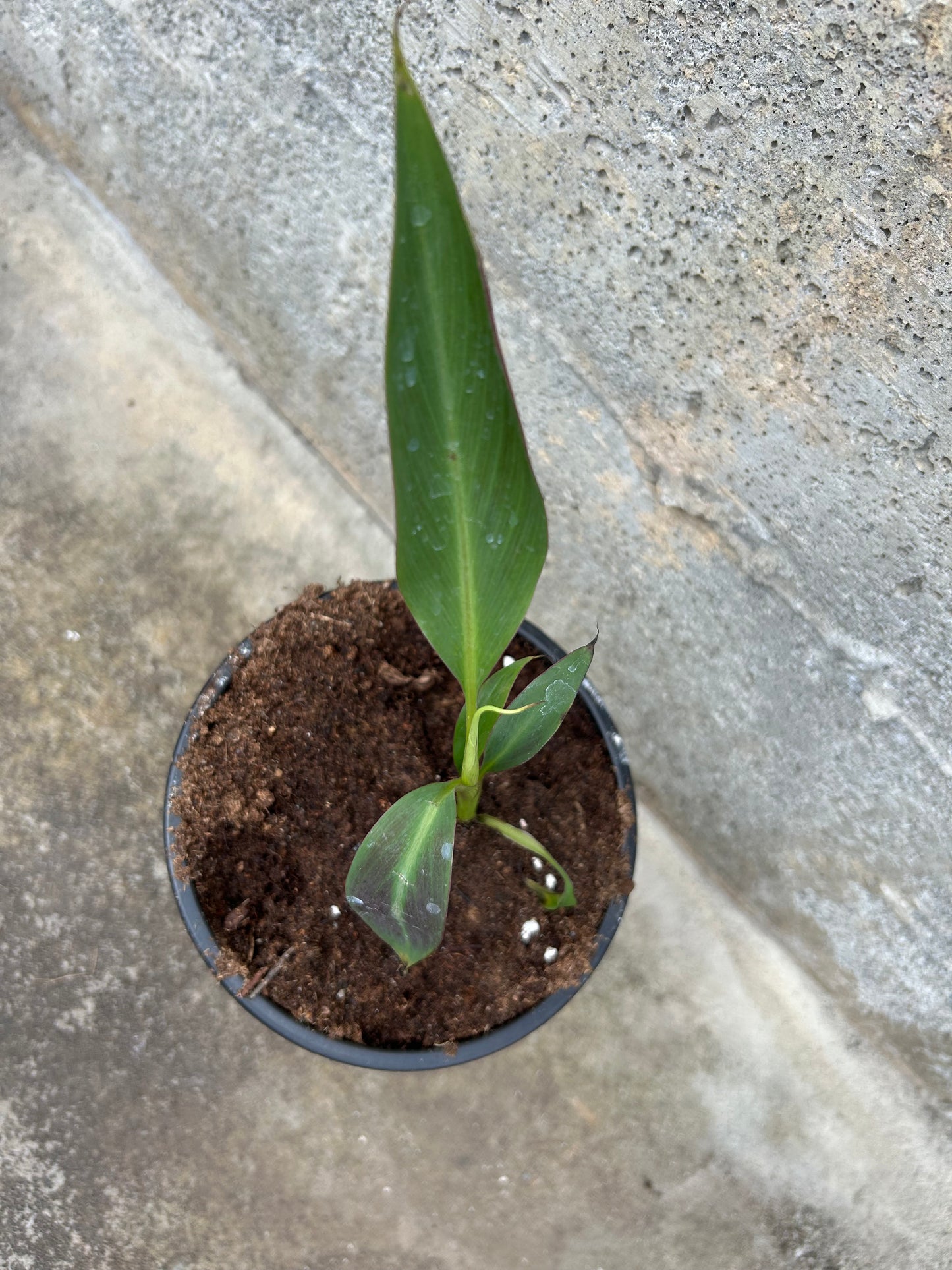Musa Siam Ruby