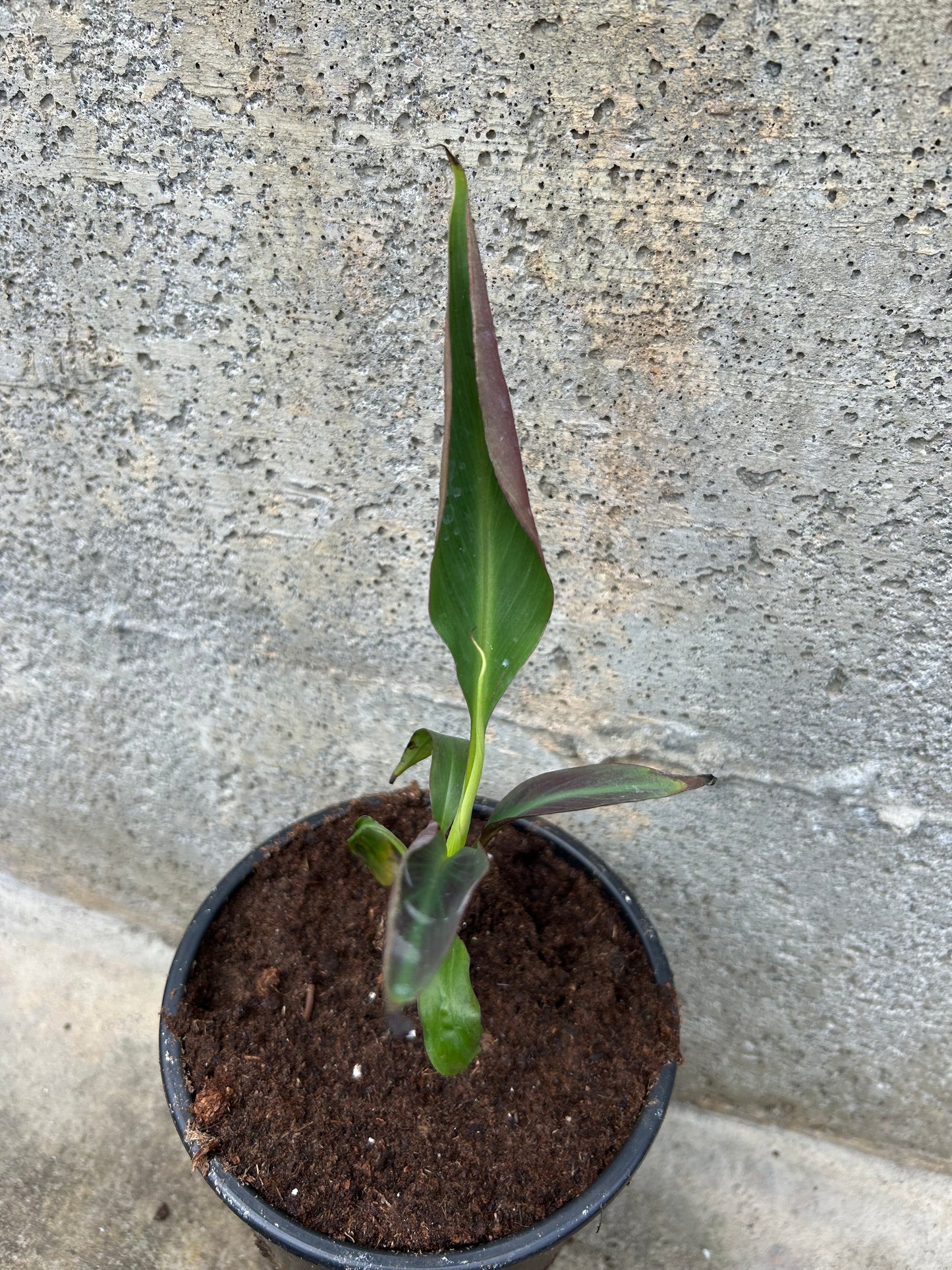 Musa Siam Ruby