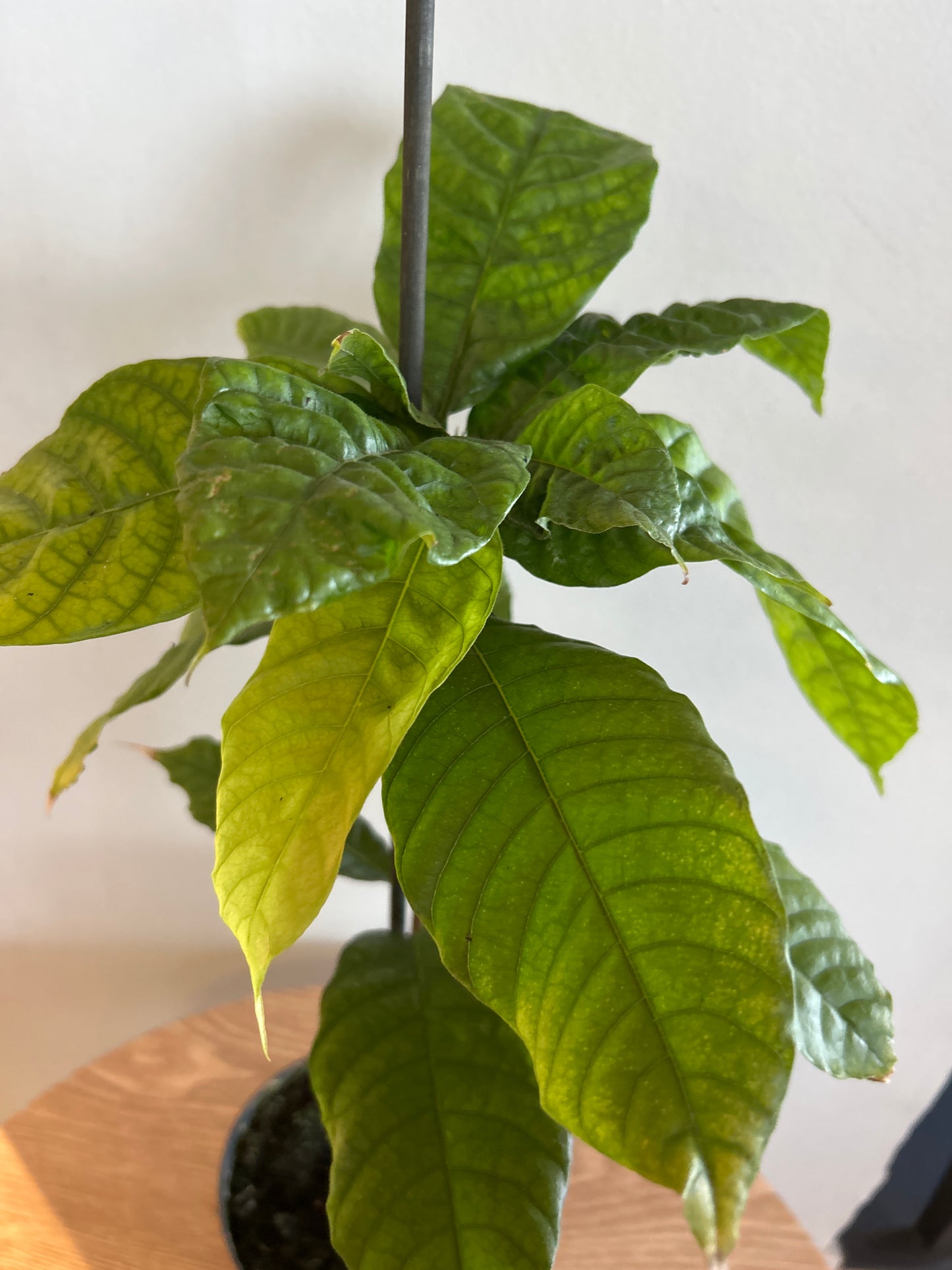 Theobroma Cacao