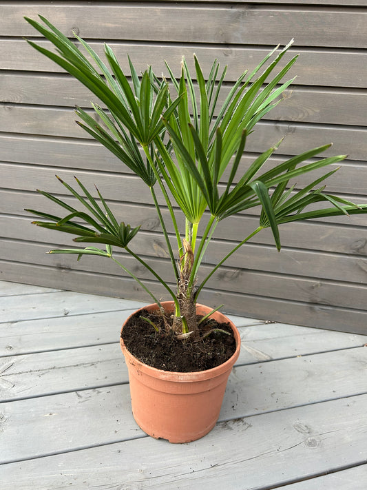 Trachycarpus Wagnerianus