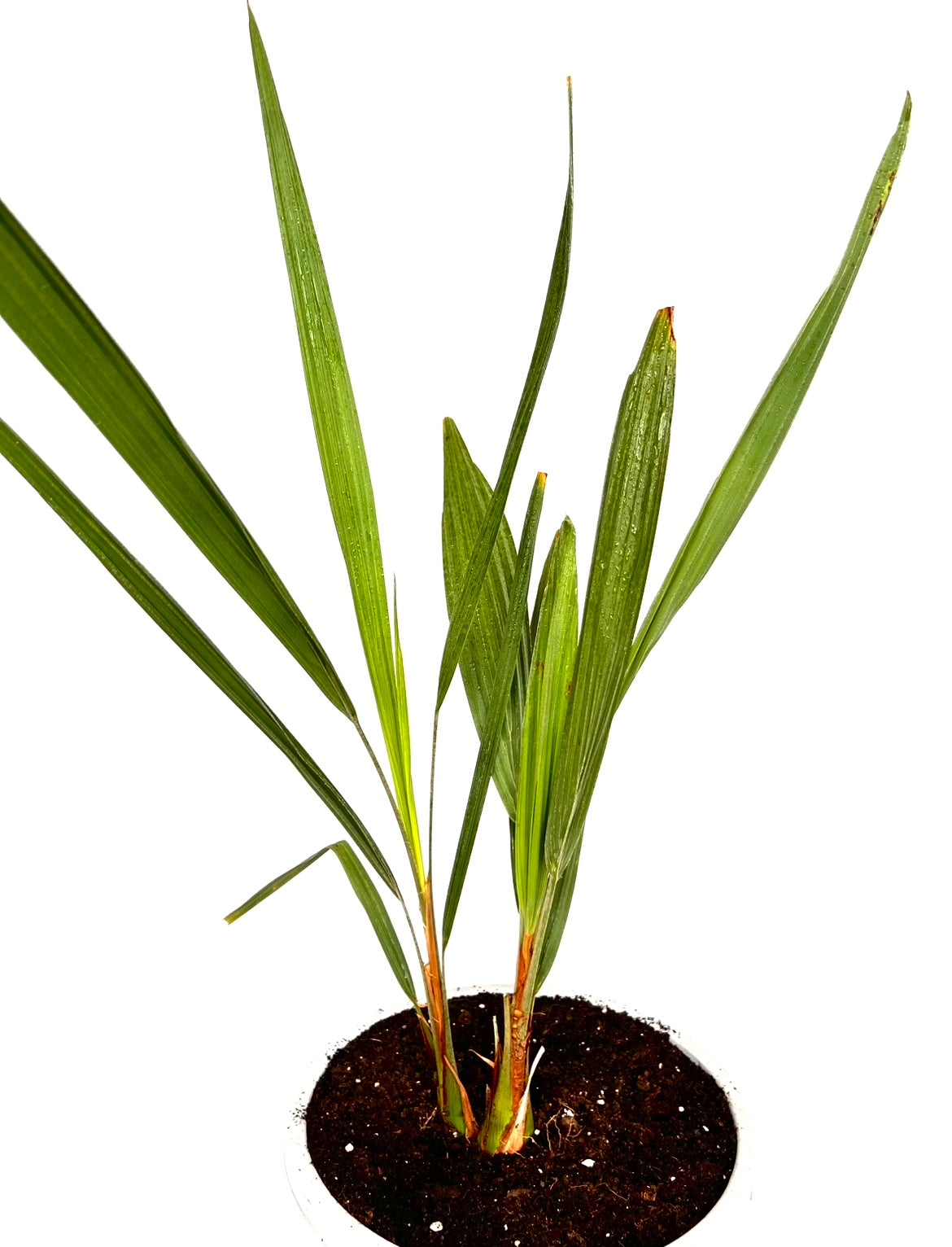 Butia Capitata 12L (Dobbel)