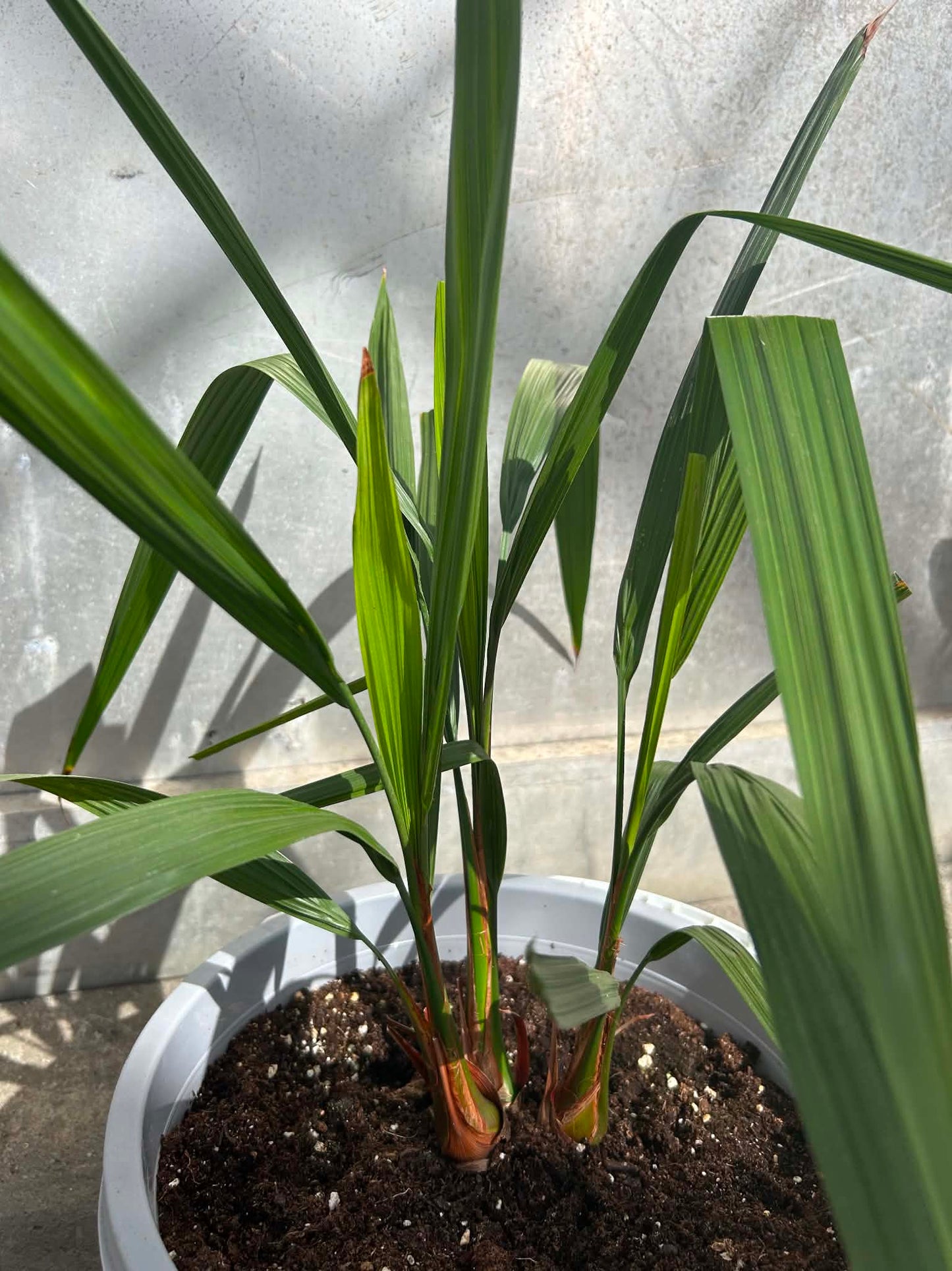 Butia Capitata