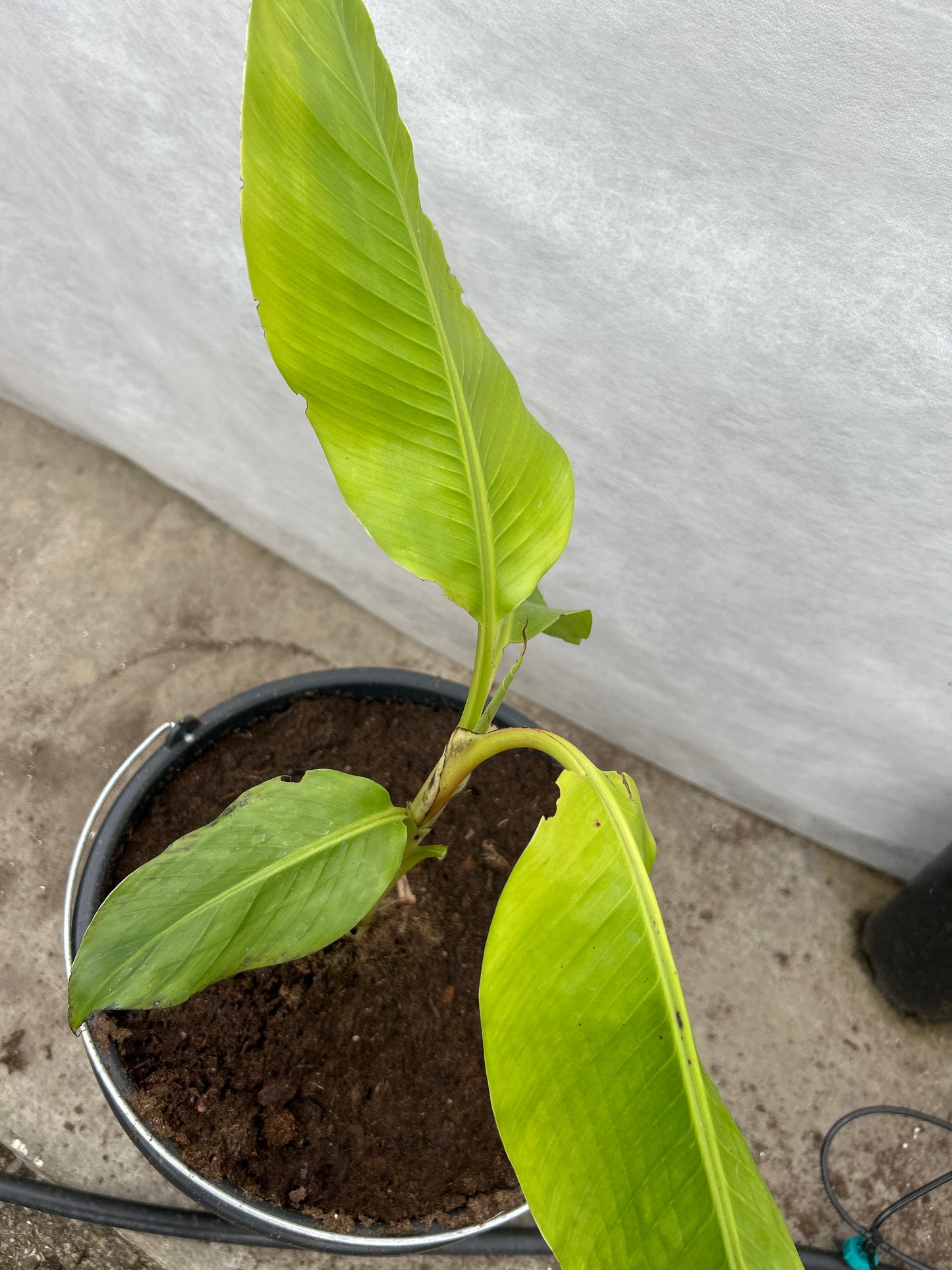 Musa ornata pink
