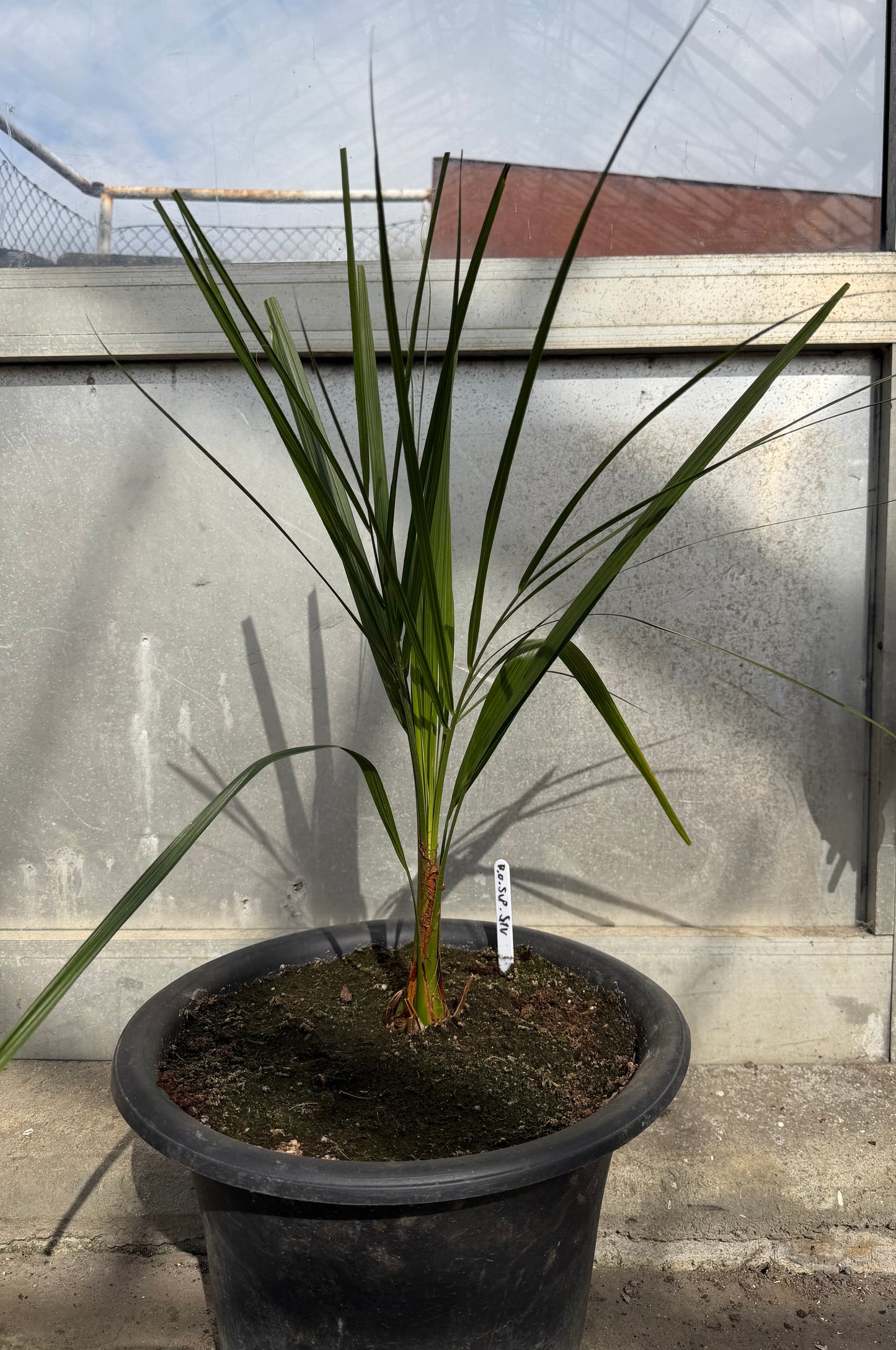 Butia Odorata Super Silver