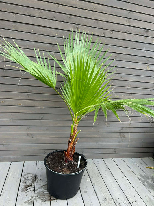 Washingtonia Robusta 20L