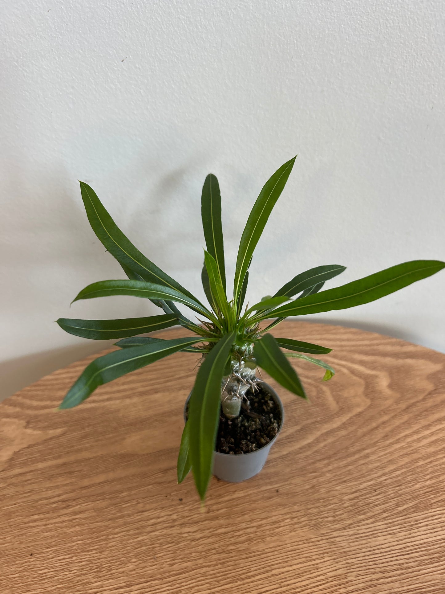 Pachypodium lamerei