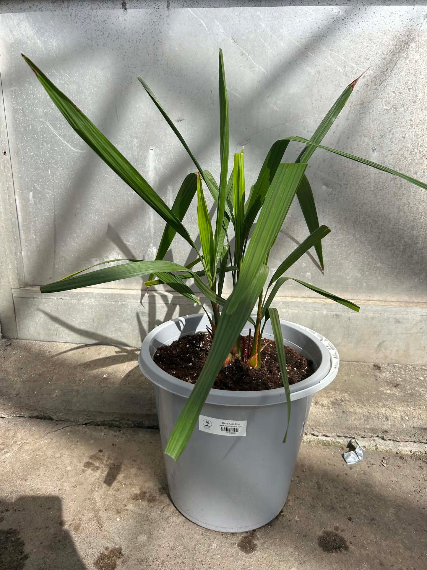 Butia Capitata