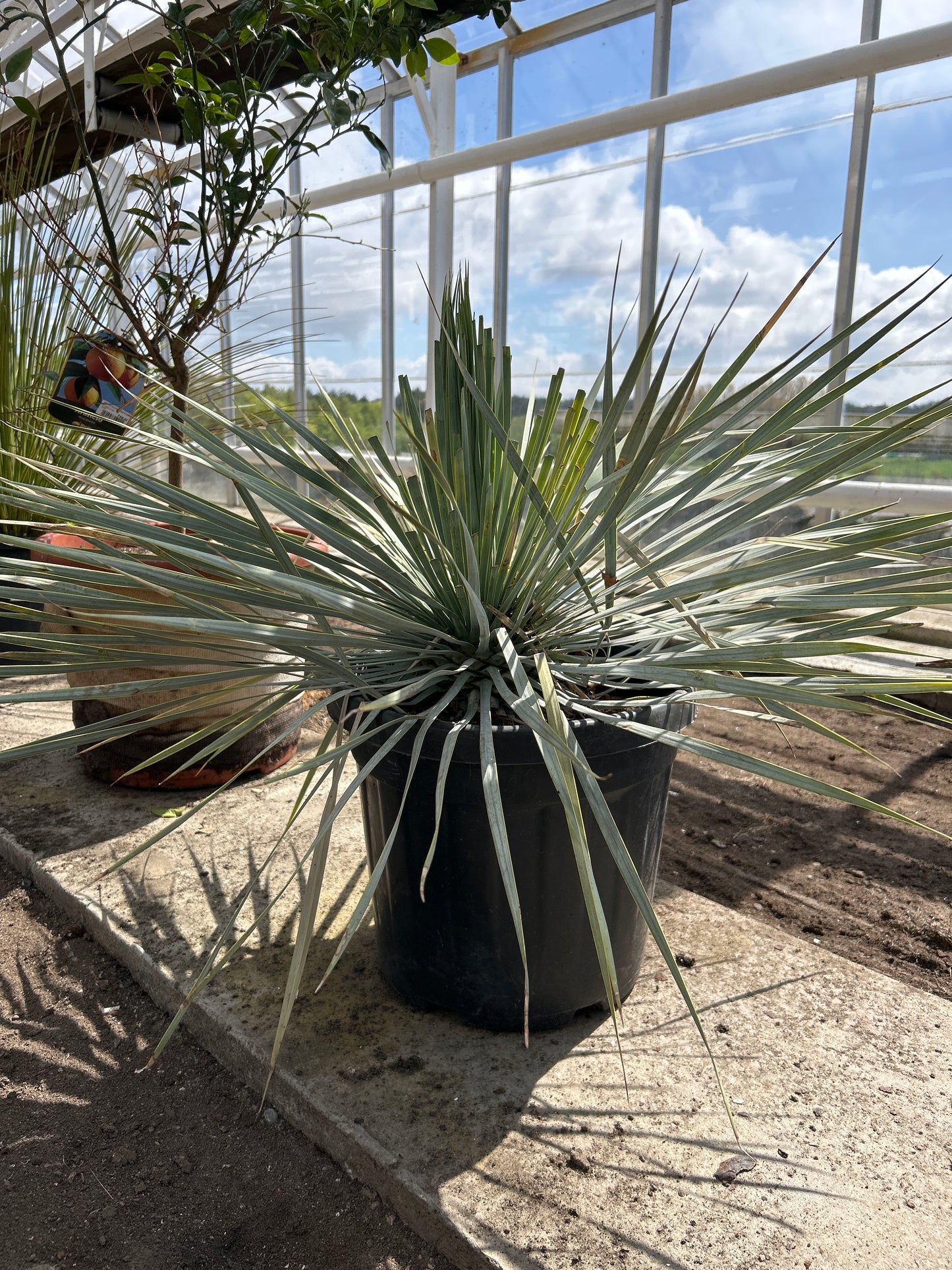 Yucca Rostrata Super Blue