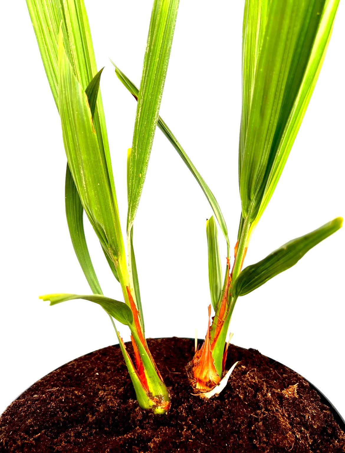 Butia Capitata 5L (dobbel)