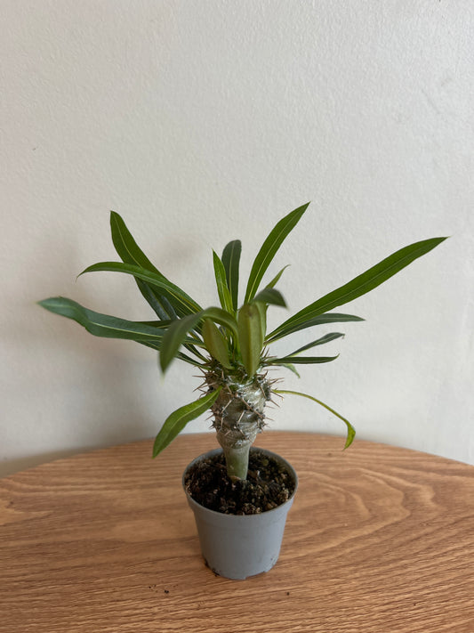 Pachypodium lamerei